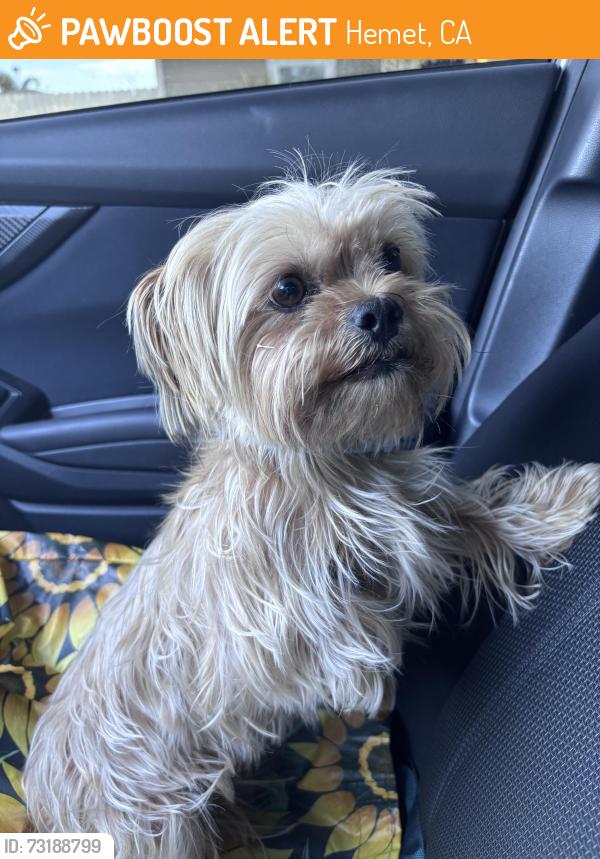 Found/Stray Female Dog last seen central ave, Hemet, CA 92583