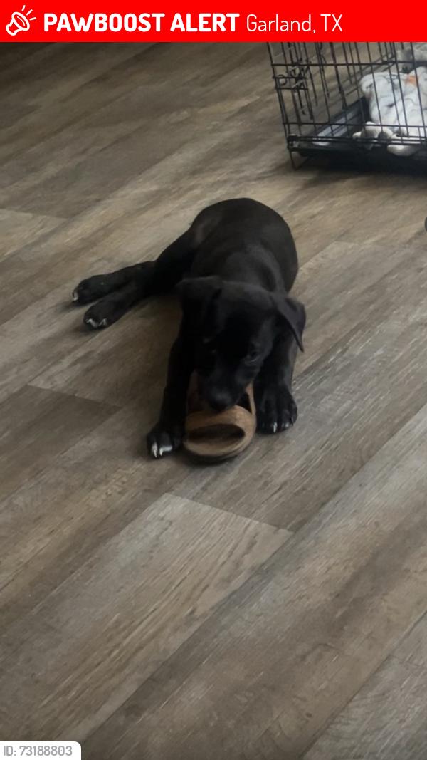 Lost Male Dog last seen Garland tx by freedom park, Garland, TX 75043