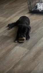 Lost Male Dog last seen Garland tx by freedom park, Garland, TX 75043