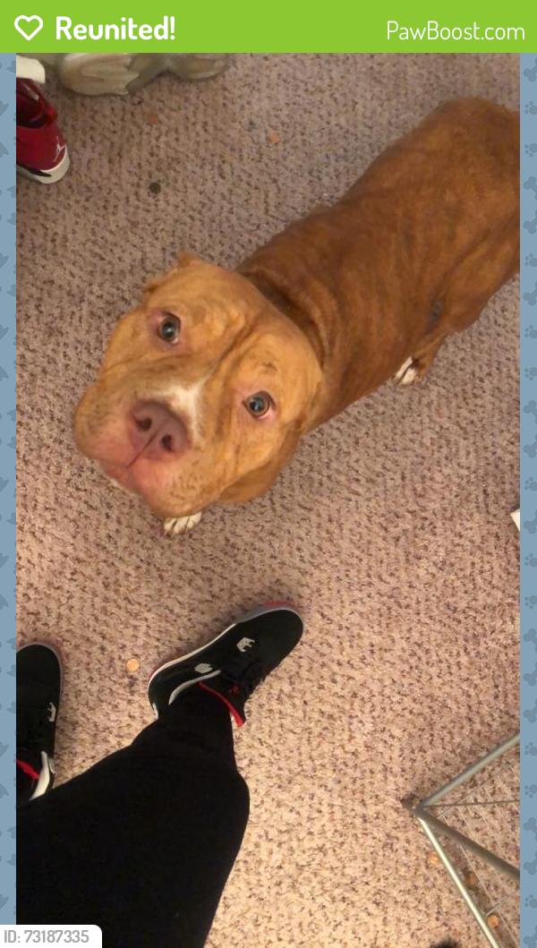 Reunited Female Dog last seen Near Seahorse Rd, Fayetteville, NC 28306, USA, Fayetteville, NC 28306