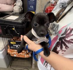 Lost Female Dog last seen 8th Street and James M Wood, Los Angeles, CA 90057
