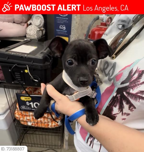 Lost Female Dog last seen 8th Street and James M Wood, Los Angeles, CA 90057
