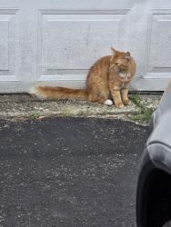 Found/Stray Unknown Cat last seen St.Rays, Joliet, IL 60435