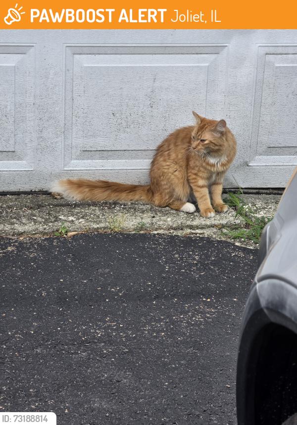 Found/Stray Unknown Cat last seen St.Rays, Joliet, IL 60435