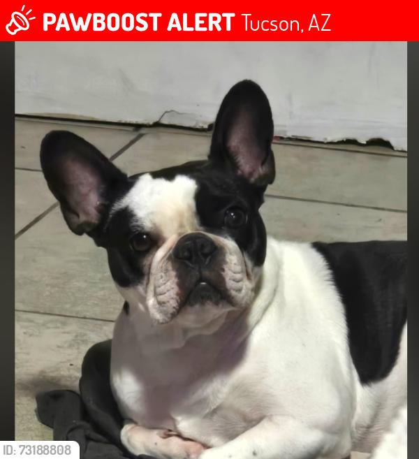 Lost Female Dog last seen 12th/Irvington, Tucson, AZ 85746
