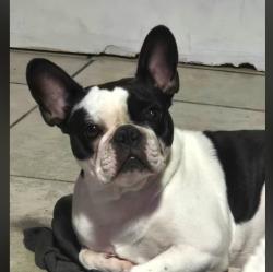 Lost Female Dog last seen 12th/Irvington, Tucson, AZ 85746