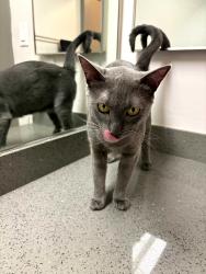 Found/Stray Female Cat last seen Lakeridge gold course, Reno, NV 89519