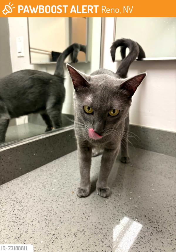 Found/Stray Female Cat last seen Lakeridge gold course, Reno, NV 89519