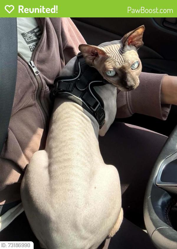 Reunited Female Cat last seen Elevate apmt Complex off Havana St/Dry Creek Rd, Englewood, CO 80112