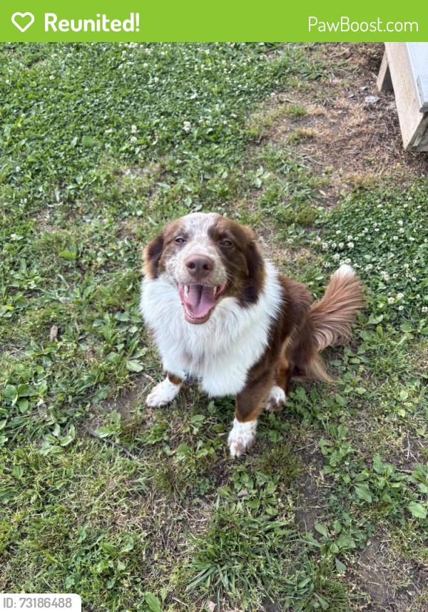 Reunited Male Dog last seen Woodland Park Baptist Church, Chattanooga, TN 37421