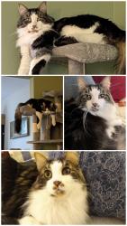 Reunited Male Cat last seen River Styx Rd between Seville Rd and Greenwich Rd., Wadsworth, OH 44281