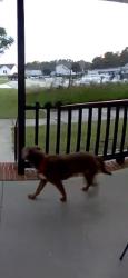 Reunited Unknown Dog last seen Campground Street, Selma, NC 27576