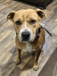Reunited Female Dog last seen PR 37 and Legion Rd, Lakehills, TX 78056