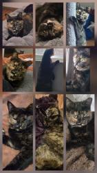 Lost Female Cat last seen Emerson pointe goodwill, mcdonalds, keystone exit on 65 or the west side, Greenwood, IN 46143