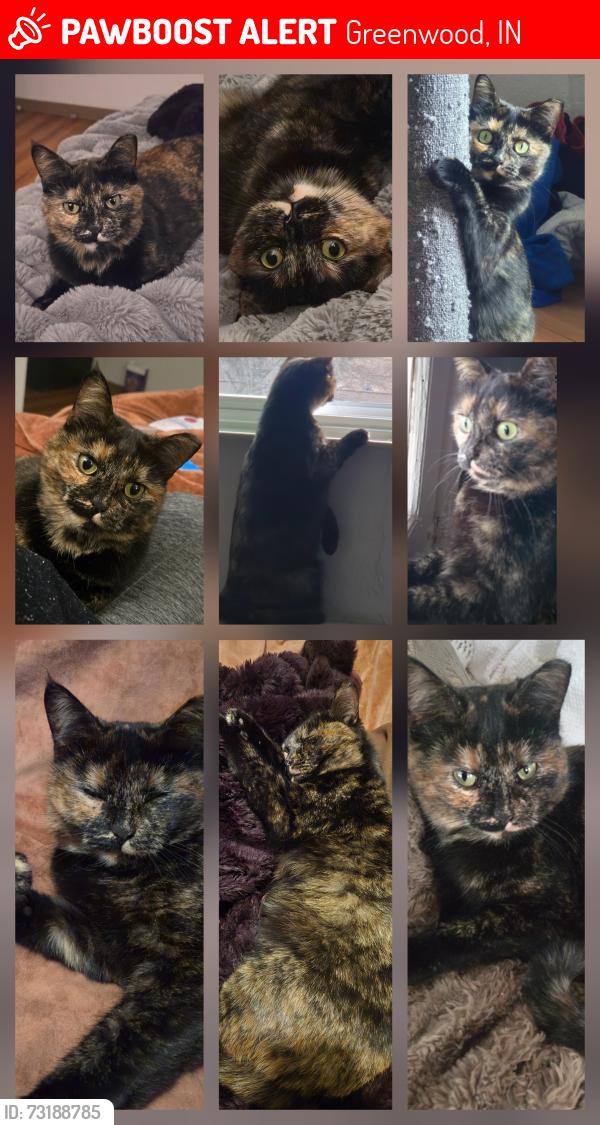 Lost Female Cat last seen Emerson pointe goodwill, mcdonalds, keystone exit on 65 or the west side, Greenwood, IN 46143