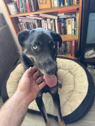 Reunited Male Dog last seen Hawthorne and Lomita, Torrance, CA 90505