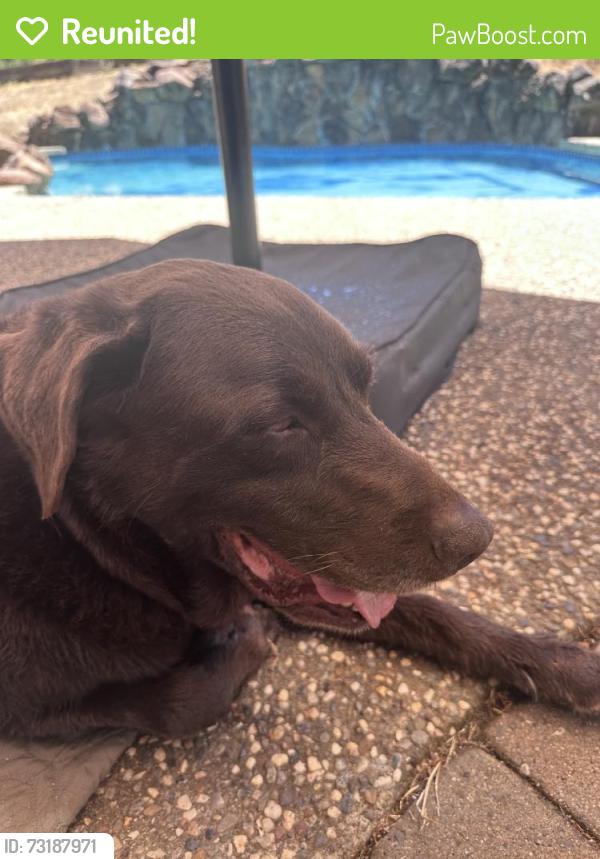 Reunited Male Dog last seen Baldwin Dam Rd & Valley Pines Dr, Folsom, CA 95630, USA, Folsom, CA 95630