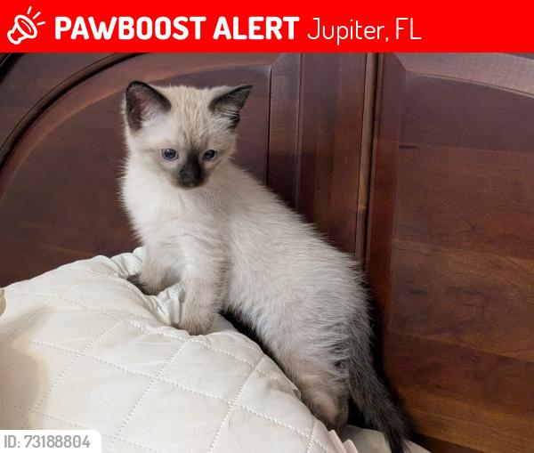 Lost Male Cat last seen Inside 6562 woodloch ct. Jupiter fla. The Shores, Jupiter, FL 33458