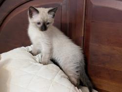Lost Male Cat last seen Inside 6562 woodloch ct. Jupiter fla. The Shores, Jupiter, FL 33458