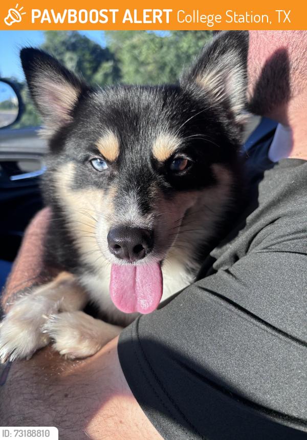 Found/Stray Male Dog last seen Masfajitas Restaurant, College Station, TX 77845