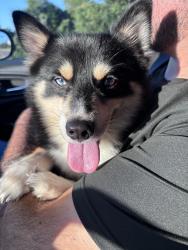 Found/Stray Male Dog last seen Masfajitas Restaurant, College Station, TX 77845