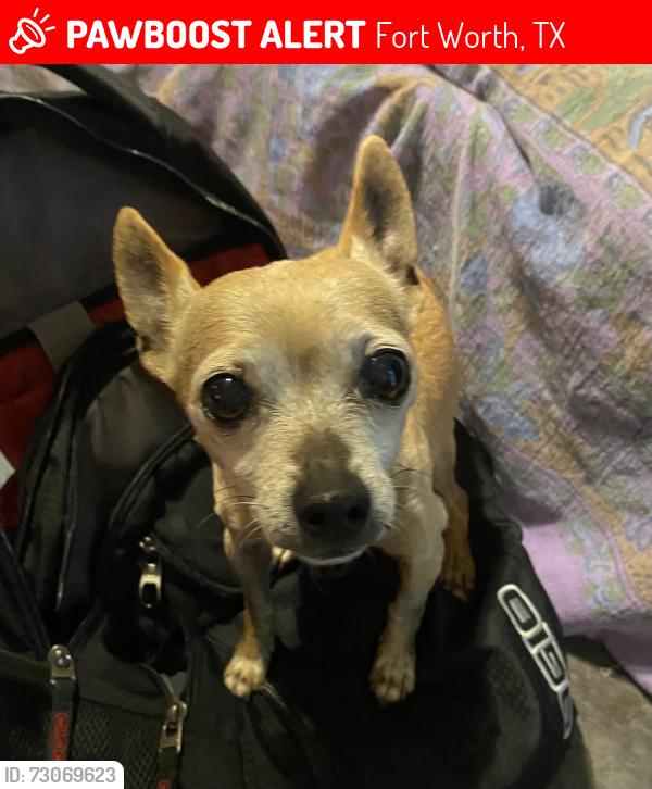 Lost Female Dog last seen Martel x Benmar, Fort Worth, TX 76103