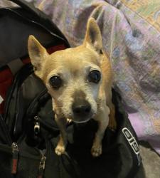 Lost Female Dog last seen Martel x Benmar, Fort Worth, TX 76103