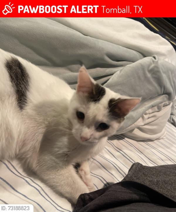 Lost Male Cat last seen South Cherry St closer to the water tower side, Tomball, TX 77375