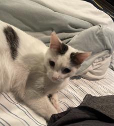 Lost Male Cat last seen South Cherry St closer to the water tower side, Tomball, TX 77375