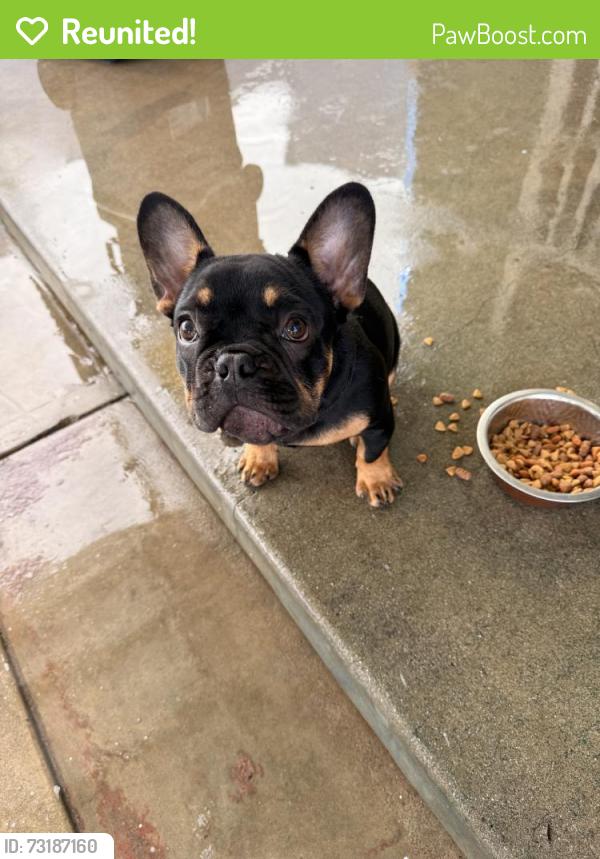 Reunited Male Dog last seen Near Maidstone Ave, Norwalk, CA 90650, USA, Norwalk, CA 90650