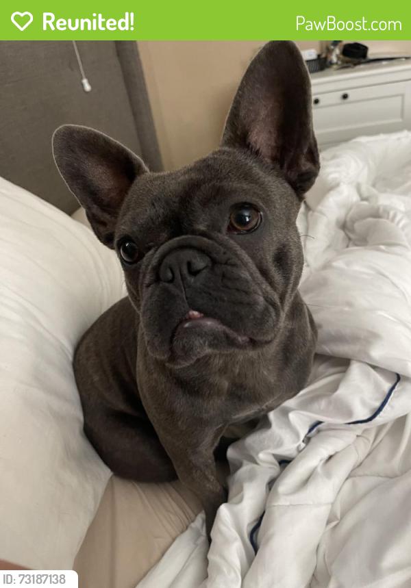 Reunited Female Dog last seen Near Maidstone Ave, Norwalk, CA 90650, USA, Norwalk, CA 90650