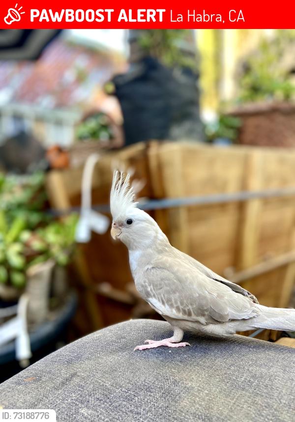 Lost Male Bird last seen Near Guadalupe Park, La Habra, La Habra, CA 90631