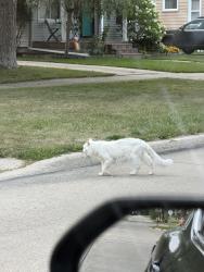 Reunited Unknown Cat last seen On Mortenson, in between Oxford and larkmoor., Berkley, MI 48072