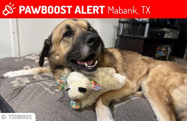 Lost Male Dog last seen Cherokee Shores (Cedar Creek Cove), Mabank, TX 75156