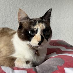 Lost Female Cat last seen Mineral way, Carmichael, CA 95608