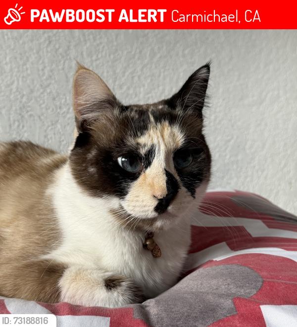 Lost Female Cat last seen Mineral way, Carmichael, CA 95608