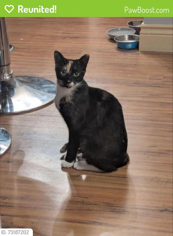 Reunited Female Cat last seen Concession 2 rd, Niagara-on-the-Lake, ON 14305