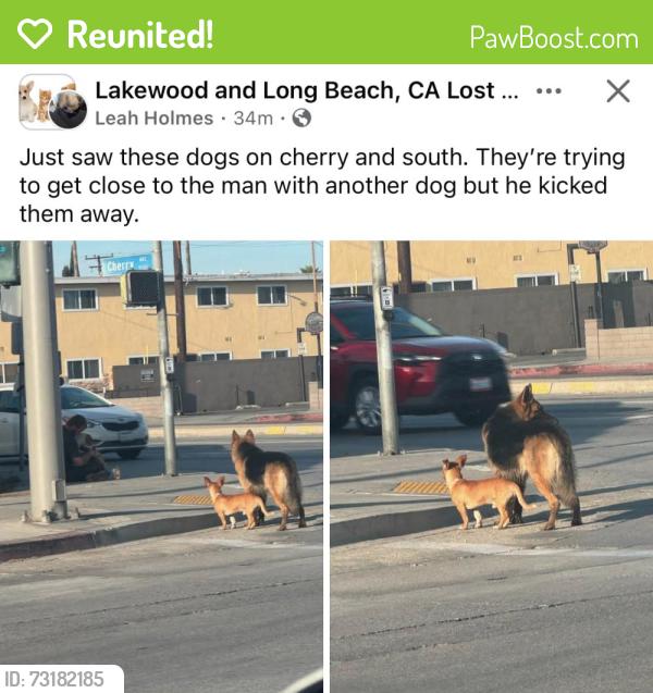 Reunited Unknown Dog last seen Orange and south street, Long Beach, CA 90805