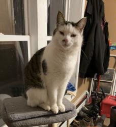 Lost Male Cat last seen N 37th St, Galesburg, Galesburg, MI 49053