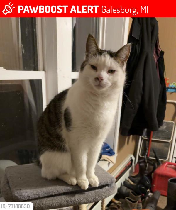 Lost Male Cat last seen N 37th St, Galesburg, Galesburg, MI 49053