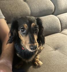 Reunited Female Dog last seen Skyland Exchange apmts, Buncombe County, NC 28803
