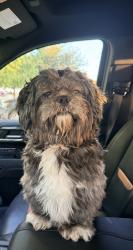 Found/Stray Male Dog last seen Union Park Elementary School, Little Elm, TX 76227