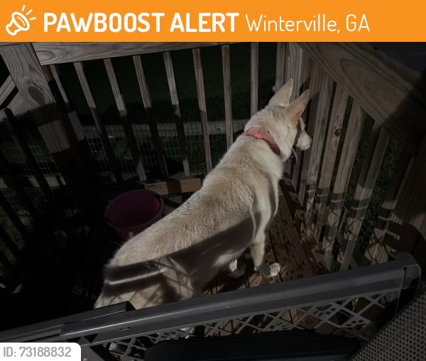Found/Stray Unknown Dog last seen Robert Hardeman Rd Winterville Ga 30683, Winterville, GA 30683