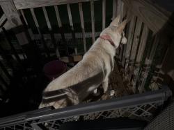 Found/Stray Unknown Dog last seen Robert Hardeman Rd Winterville Ga 30683, Winterville, GA 30683