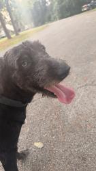 Found/Stray Male Dog last seen Stone Mountain, Conroe, TX 77302