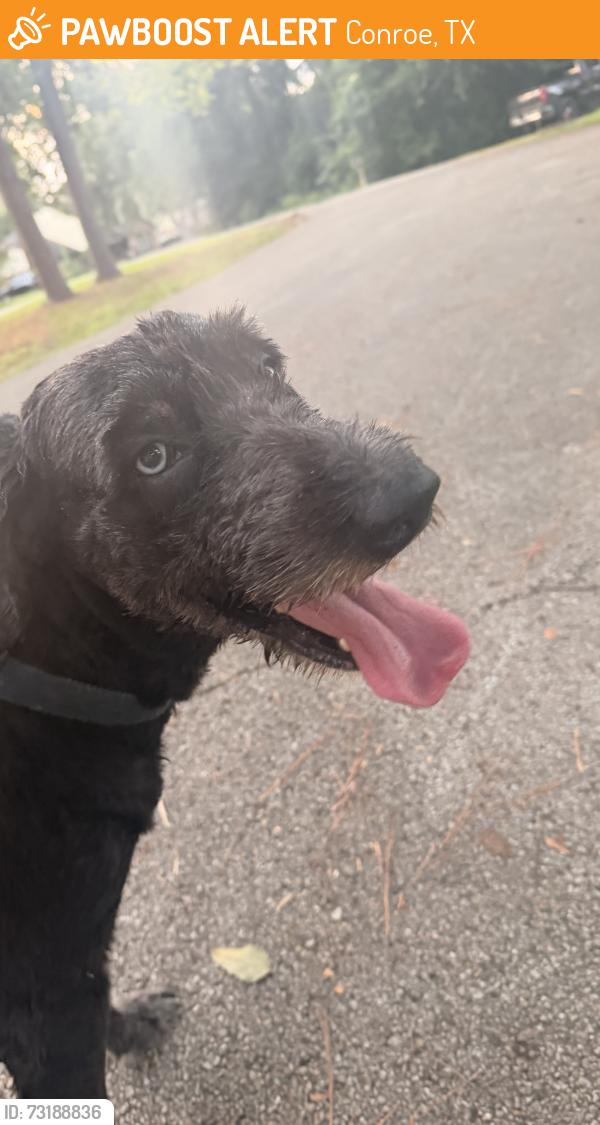 Found/Stray Male Dog last seen Stone Mountain, Conroe, TX 77302