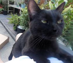 Found/Stray Unknown Cat last seen Liverpool Road Locale, Halton, England WA8 4TP