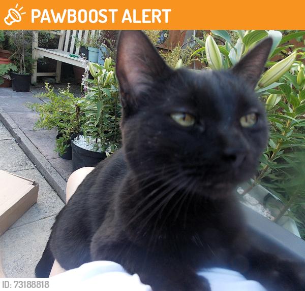 Found/Stray Unknown Cat last seen Liverpool Road Locale, Halton, England WA8 4TP