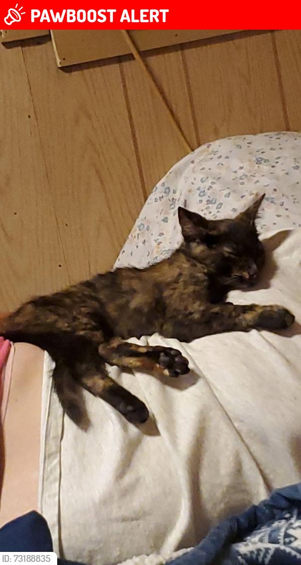 Lost Female Cat last seen Bill Money Drive, Little River-Academy, TX 76554