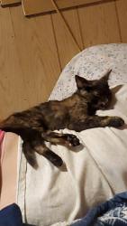 Lost Female Cat last seen Bill Money Drive, Little River-Academy, TX 76554